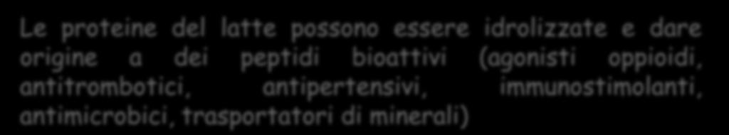 In seguito al trattamento termico può formare un ponte disolfuro con la caseina k) Le proteine del latte possono essere idrolizzate e dare origine a dei peptidi