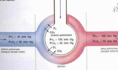 PRESSIONE PARZIALE DELL O2 ATMOSFERICO FIO2 x