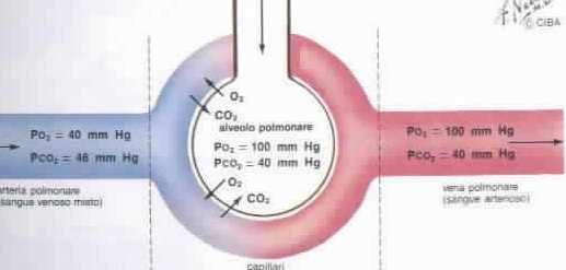 GRADIENTE ALVEOLO ARTERIOSO