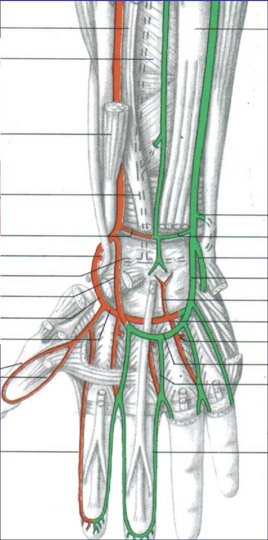 arteriosa O2 valore normale =