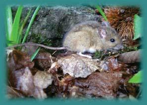 Ricchezza specifica e variazioni di biomassa in comunità di piccoli mammiferi lungo gradienti altitudinali Sandro