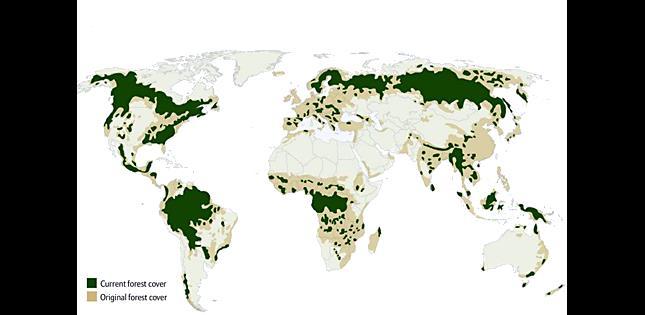 I Paesi più colpiti dal fenomeno della deforestazione sono Messico, Brasile,