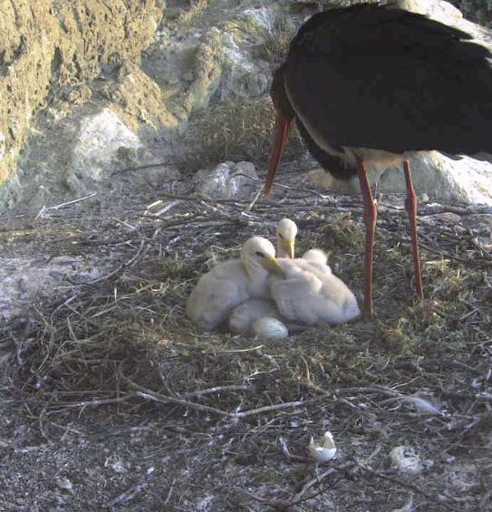 habitat Contrariamente alla congenere Cicogna bianca (Ciconia ciconia), la Cicogna nera frequenta le zone forestali, preferibilmente caducifoglie, in prossimità di fiumi e zone umide, generalmente