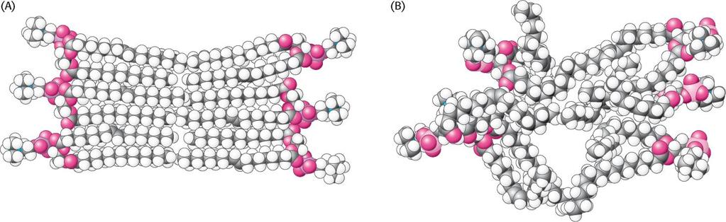 Sappiamo che i lipidi tendono spontaneamente in un ambiente acquoso a formare un doppio strato (bilayer) in modo