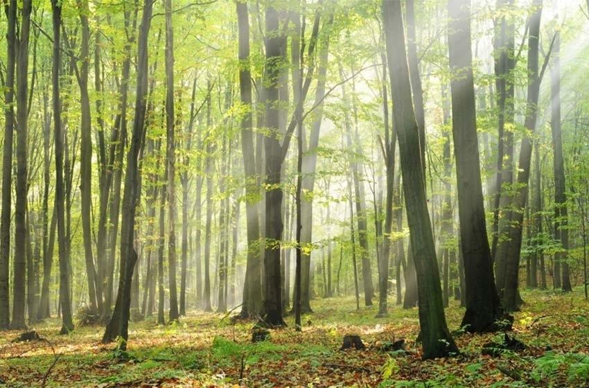 promuovere nuove progettualità che siano al tempo stesso compatibili sia con le aree «a verde» che con il