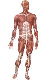 Effetti della corrente elettrica sul corpo umano Le contrazioni delle fibre muscolari sono determinate da particolari impulsi elettrici che si trasmettono lungo il nostro corpo tramite delle fibre