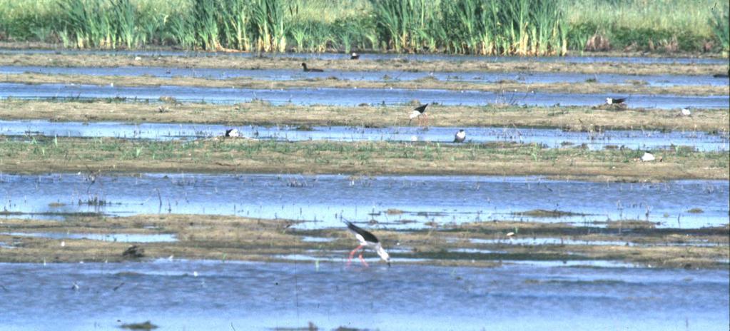 Gli ambienti più importanti per la fauna di interesse