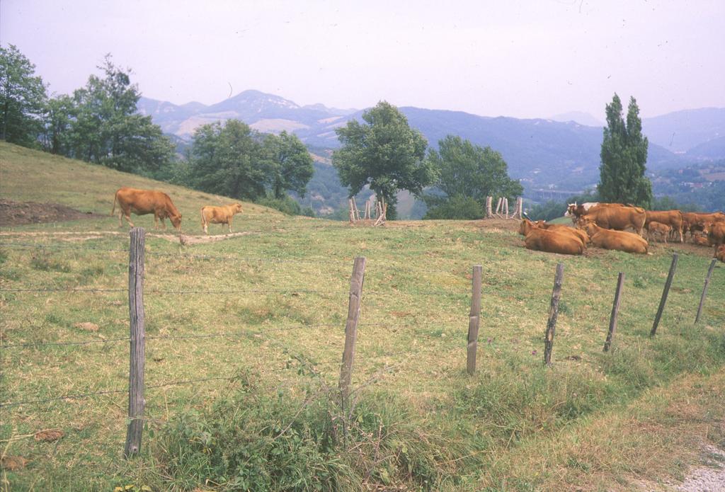 Declino delle attività zootecniche in montagna Trasformazione dei prati