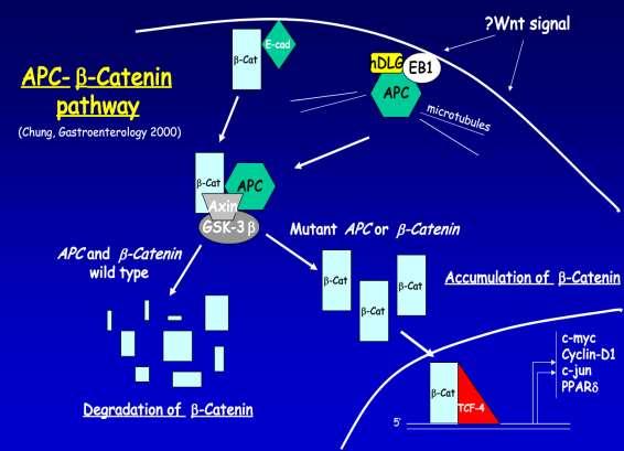 Gene oncosoppressore con diverse funzioni, la principale di trasdurre il segnale di Wnt e ridurre i livelli citoplasmatici di betacatenina, il cui accumulo provoca crescita cellulare; FAP/ A-FAP