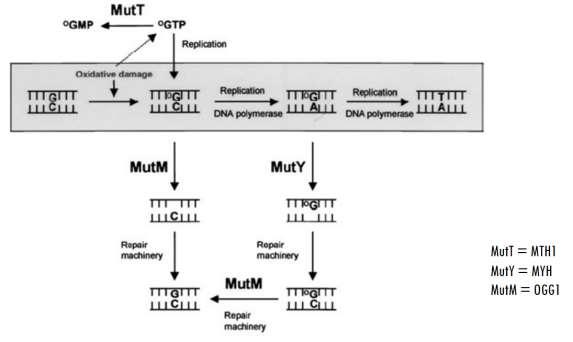 MAP (MutYH Associated Polyposis) Genotipo: gene MutYH codifica per una proteina coinvolta nel sistema di riparazione del DNA per escissione di basi (Base Excision Repair, BER).