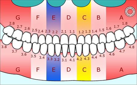 A) molari di destra, B) premolari di destra, C) canino e incisivo laterale di destra, D) due incisivi centrali, E) canino e incisivo laterale di sinistra, F) premolari di sinistra, G) molari di