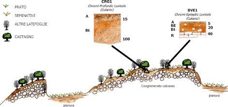 SISTEMA RI1 Suoli su altipiani calcarei a morfologie carsiche Il sistema comprende sia il rilievo del Montello, a substrato costituito da conglomerati calcarei (fig. 6RI.