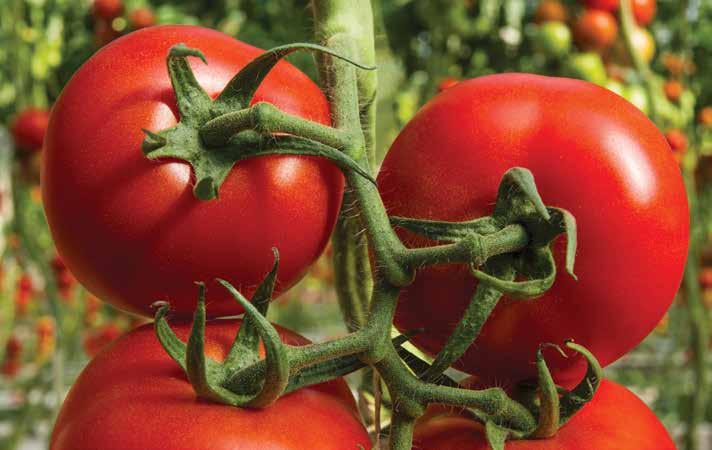 Novità 2018 GRAPPOLO ROSSO Faboulos Il grappolo che si mantiene a lungo Pianta di buon vigore con ottima copertura fogliare e apparato radicale robusto.