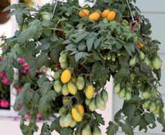 ..Pianta eretta di altezza 40-50 cm. Pomodoro determinato di buon sviluppo con frutti a piccolo cuore dal sapore molto dolce.
