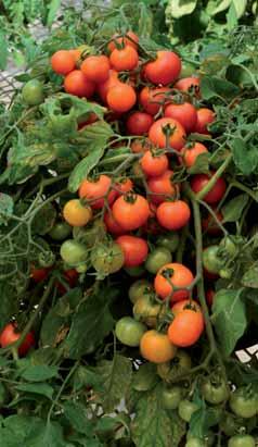 ..Pomodoro a pianta eretta di buon sviluppo (40-50 cm): frutto tondo tipo cherry di buona qualità. 310503 Cerasella.