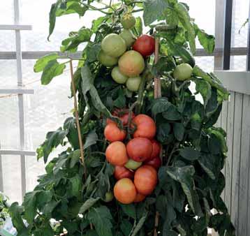 POMODORO VIGOROSO DA BALCONE contenitori da 104 fori consegna da sett.