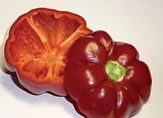 I frutti sono singoli e a maturazione scalare. Bello anche come ornamentale. Scala piccantezza 4.