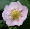 309504 Fragola da basket vigorosa a fiore bianco (Elan)... 309505 Fragola da bsket vigorosa a fiore rosa (Gasana).
