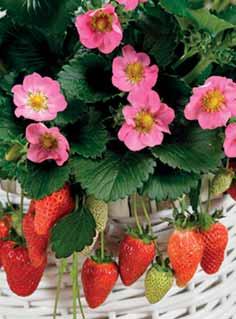 .. FRAGOLE DA BASKET COMPATTE Adatte per basket compatti, producono pochi stoloni, mantengono la vegetazione al