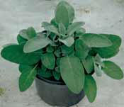 401001 Salvia officinalis 401004 Salvia maxima 401002 Salvia tricolor