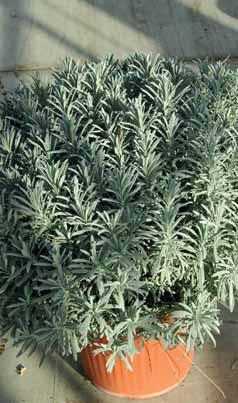 ..Foglie verde intenso, pianta cespuglio compatto. Profumo tipico 405001 Lippia Citrodora.