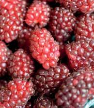 I frutti, di forma allungata, vanno raccolti quando sono rossi scuri e morbidi. Anche a maturazione si staccano dalla pianta con una discreta difficoltà.