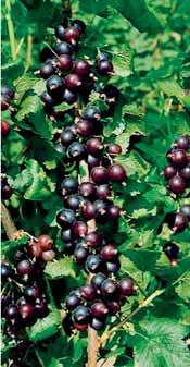 618501 Josta bes...incrocio tra ribes e uva spina, vigoroso e produttivo. Frutti dal gusto simile al ribes nero ad alto contenuto di vitamine, pianta rustica e produttiva. 621001 Goji.