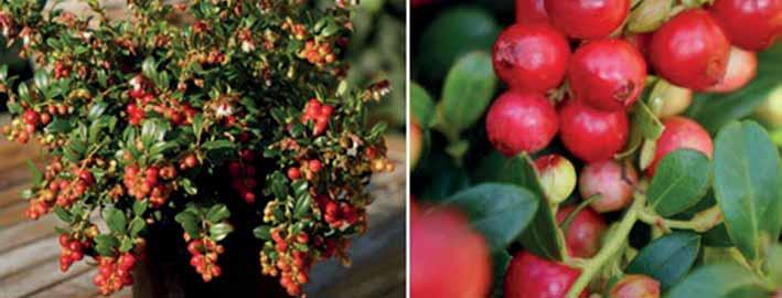 619501 Cranberry Mirtillo rosso americano Red lady...pianta a cespuglio basso con foglia sempreverde. Richiede un terreno acido e umido.