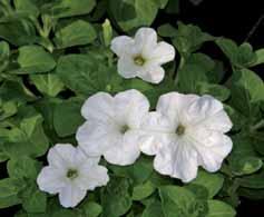 .. Fiore medio pianta ordinata. 112510 Nuvolari bianco puro...bel bianco a pianta mediamente vigorosa.