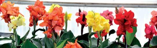 fioritura più precoce di Tropical, colori brillanti. Cannova si può coltivare dal vaso 10 al vaso 20 con 1 sola pianta.