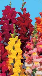 .. Dianthus barbatus con fiori a palla molto belli e numerosi che fiorisce al primo anno e
