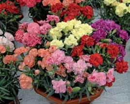 Stelo forte, fiori grandi, piante molto rifiorenti. Coltivabile sia in primavera che in autunno. 107002 Dianthus Barbarini mix.
