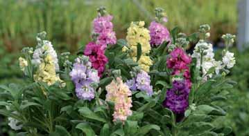 Si può coltivare con il ranuncolo per fioriture di marzo in vaso 10-12. Sopporta le leggere gelate. Sopporta poco l eccesso di acqua in coltivazione.