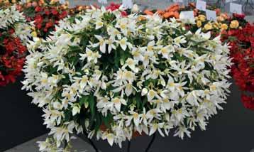 Fiore doppio, bianco e blu mix BEGONIA BOLVIENSIS - TUBERIBRIDA contenitori da 104 fori consegne da sett.