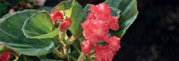 1-20 Begonia del tipo semperflorens con fiore a pom pom e foglia scura.