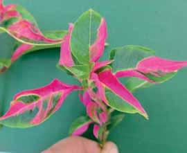 A PAG 60) 200103 Alternanthera bicolor BEGONIA SHINE LE NUOVE BEGONIE BOLIVIENSIS A PIAN-