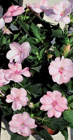 SUNPATIENS VIGOROSO 210508 Vig. blush pink (E).