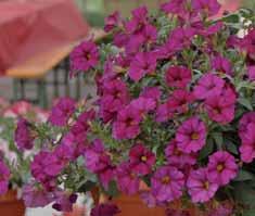 Ha la resistenza del fiore alla pioggia della Calibrachoa; i colori della Calibrachoa,