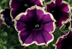 ..Rosa pianta compatta 218588 Constellation Aries... Viola-blu pianta più vigorosa e tardiva.