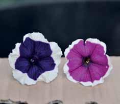 ..Petunia stellata purple e bianco a fiore medio piccolo molto elegante.