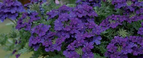 224509 Vepita blu violet PW... Scuro, pianta compatta.