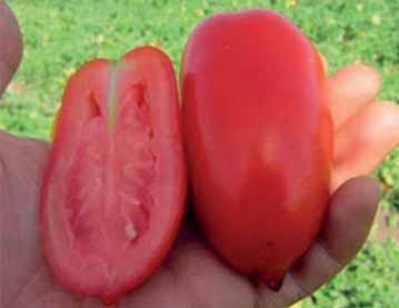 ..interessante pomodoro a frutto lungo tipo San Marzano ma completamente pieno.