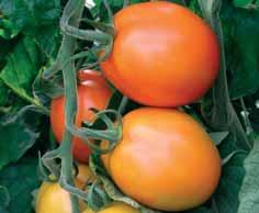 ..Pomodoro di gran moda per il colore del frutto che testimonia l elevato contenuto di Licopene.