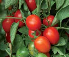 Un pomodoro da orto con le caratteristiche dei grappoli professionali: colore uniforme rosso;