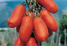 .. Tipologia di pomodoro a frutto molto lungo, pieno, di ottimo sapore e resa sia da consumo fresco che
