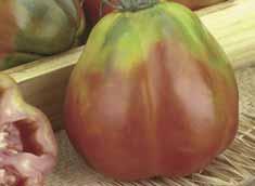 .. Ottima selezione locale di pomodoro riccio di dimensione medio piccola con frutto di ottimo sapore