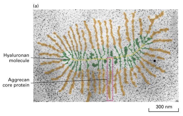 Microfotografia elettronica di un proteoglicano Biomateriali e