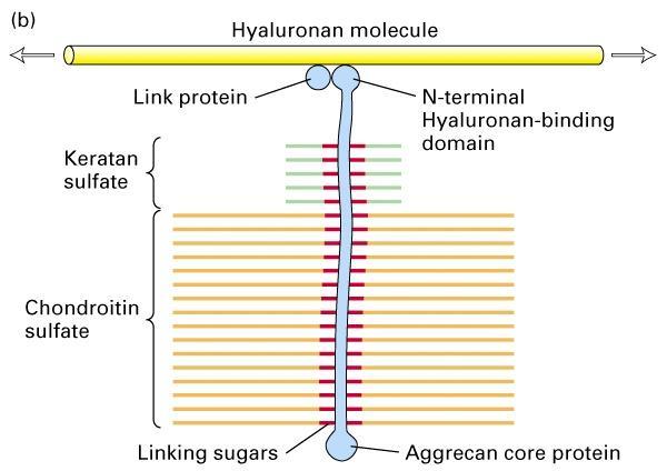 Biomateriali e Tessuti Biologici Laurea