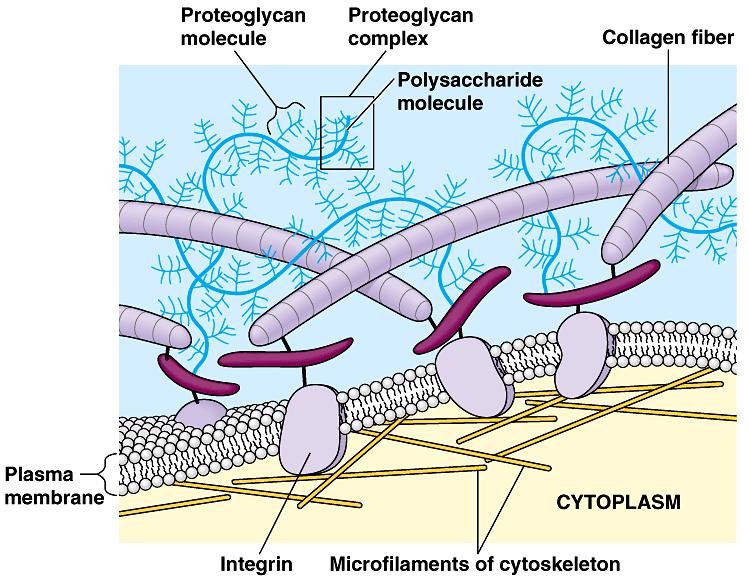 Biomateriali e Tessuti Biologici Laurea