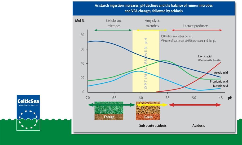 Efficienza del rumine ph ruminale ottimale 5.8 6.